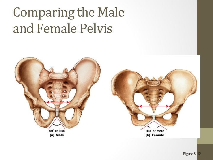 Comparing the Male and Female Pelvis Figure 8– 10 