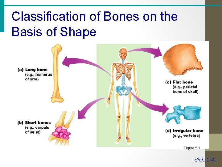 Classification of Bones on the Basis of Shape Figure 5. 1 Slide 5. 4