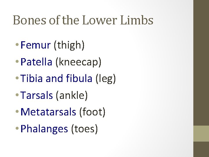 Bones of the Lower Limbs • Femur (thigh) • Patella (kneecap) • Tibia and