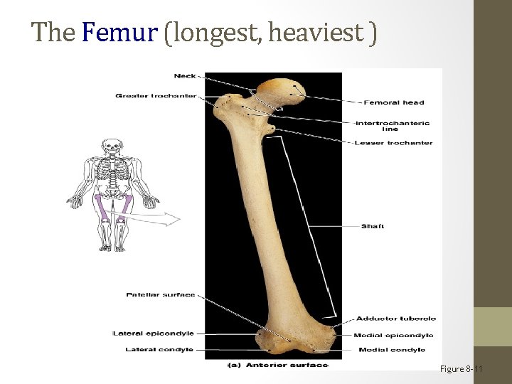 The Femur (longest, heaviest ) Figure 8– 11 