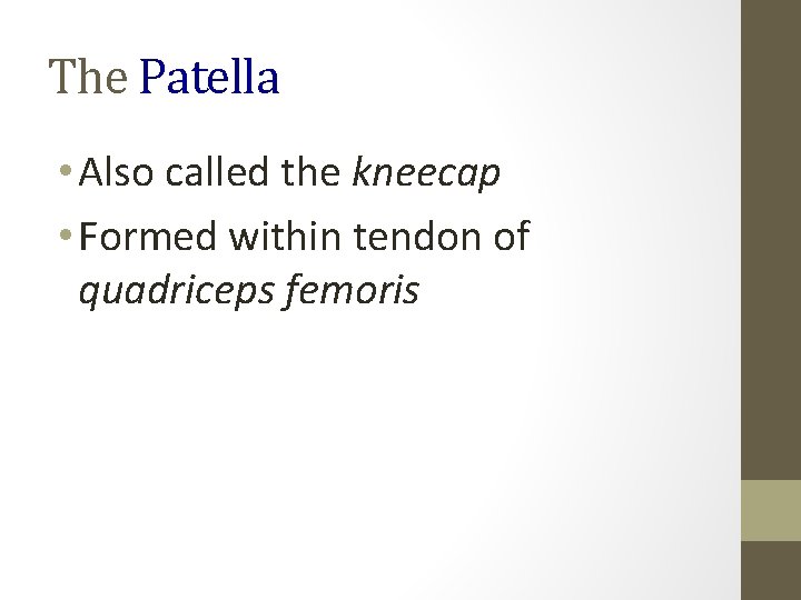 The Patella • Also called the kneecap • Formed within tendon of quadriceps femoris