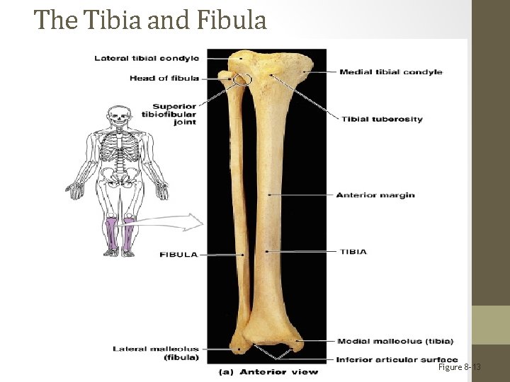 The Tibia and Fibula Figure 8– 13 