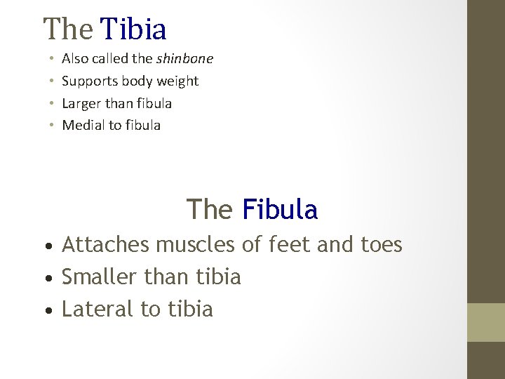 The Tibia • • Also called the shinbone Supports body weight Larger than fibula