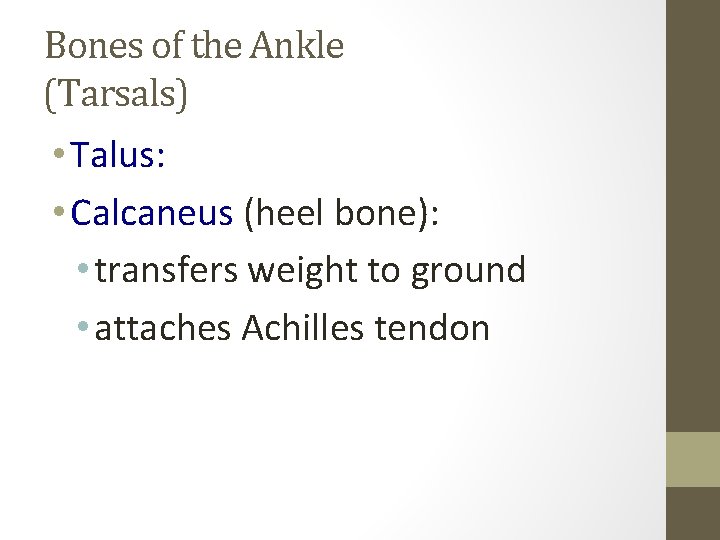 Bones of the Ankle (Tarsals) • Talus: • Calcaneus (heel bone): • transfers weight