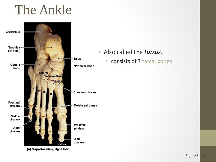 The Ankle • Also called the tarsus: • consists of 7 tarsal bones Figure