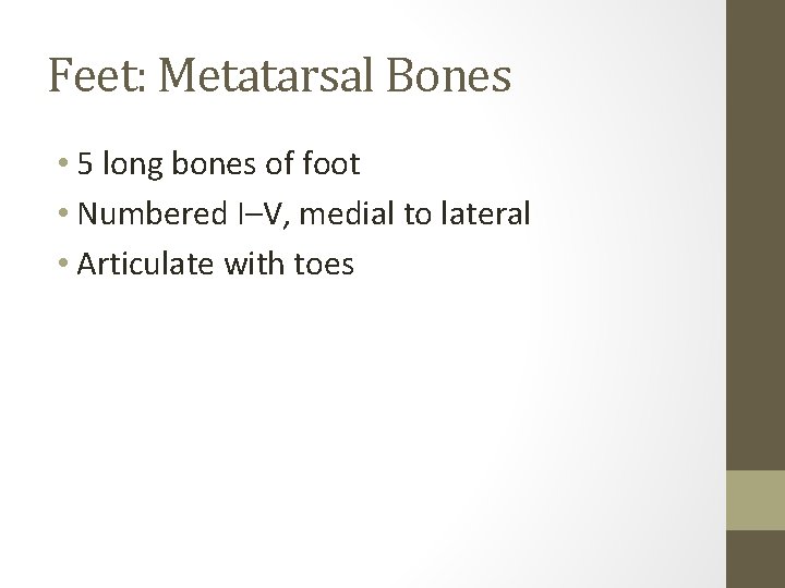 Feet: Metatarsal Bones • 5 long bones of foot • Numbered I–V, medial to