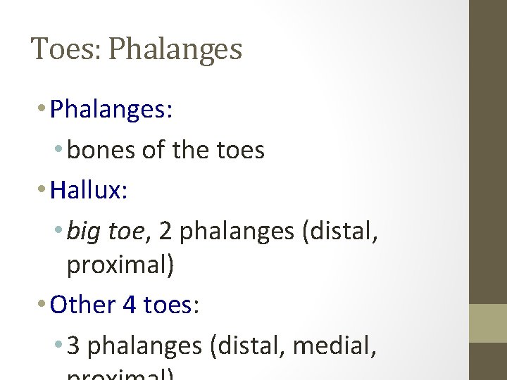 Toes: Phalanges • Phalanges: • bones of the toes • Hallux: • big toe,