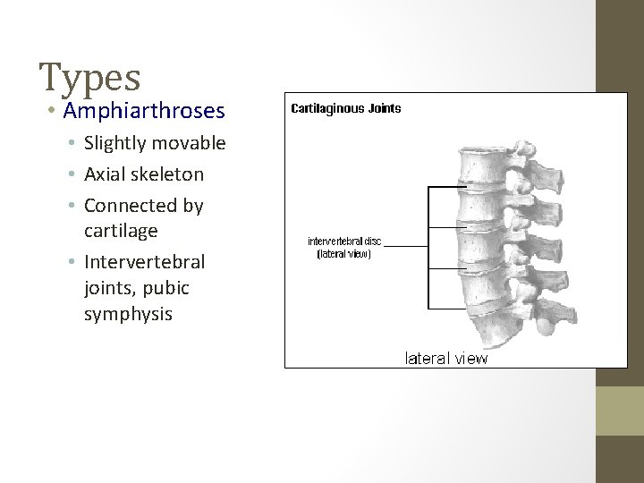 Types • Amphiarthroses • Slightly movable • Axial skeleton • Connected by cartilage •