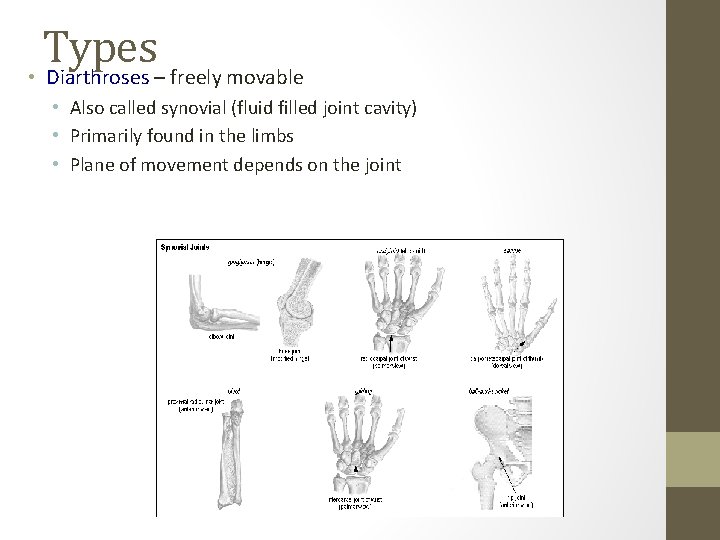 Types • Diarthroses – freely movable • Also called synovial (fluid filled joint cavity)