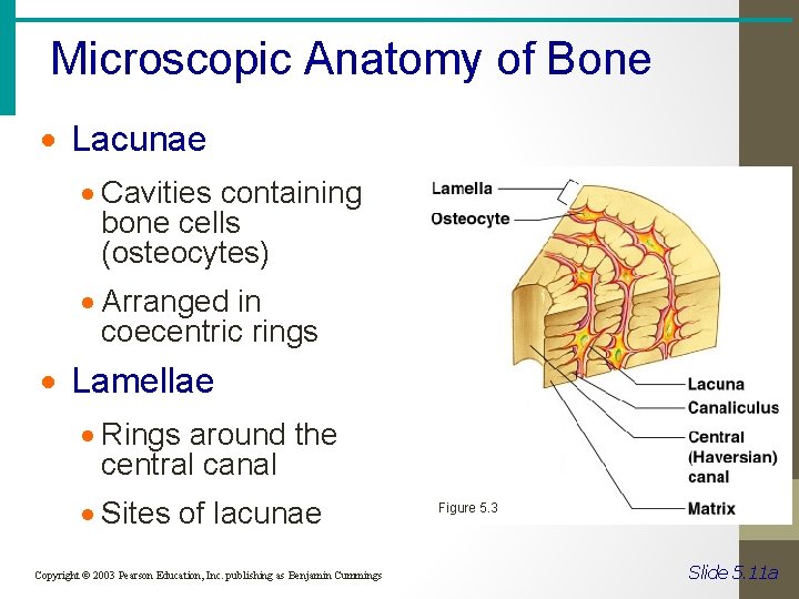 Microscopic Anatomy of Bone · Lacunae · Cavities containing bone cells (osteocytes) · Arranged