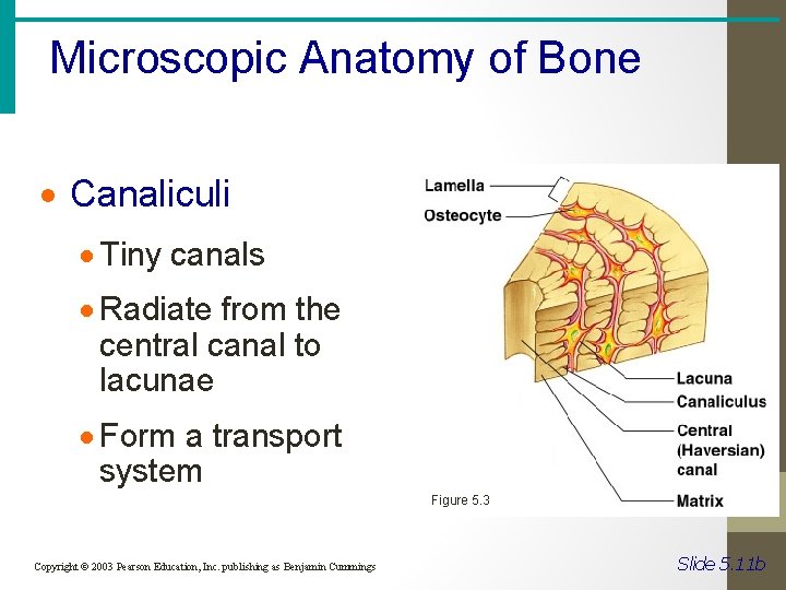 Microscopic Anatomy of Bone · Canaliculi · Tiny canals · Radiate from the central