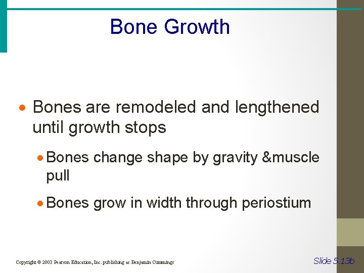 Bone Growth · Bones are remodeled and lengthened until growth stops · Bones change