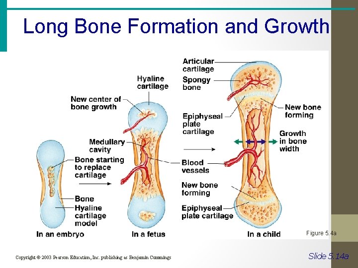 Long Bone Formation and Growth Figure 5. 4 a Copyright © 2003 Pearson Education,