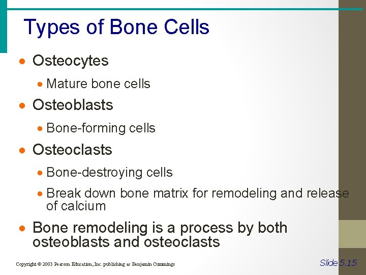 Types of Bone Cells · Osteocytes · Mature bone cells · Osteoblasts · Bone-forming