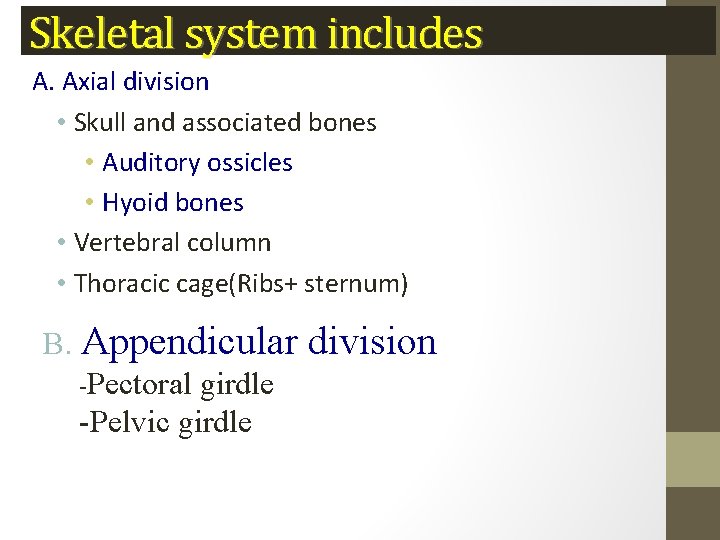 Skeletal system includes A. Axial division • Skull and associated bones • Auditory ossicles