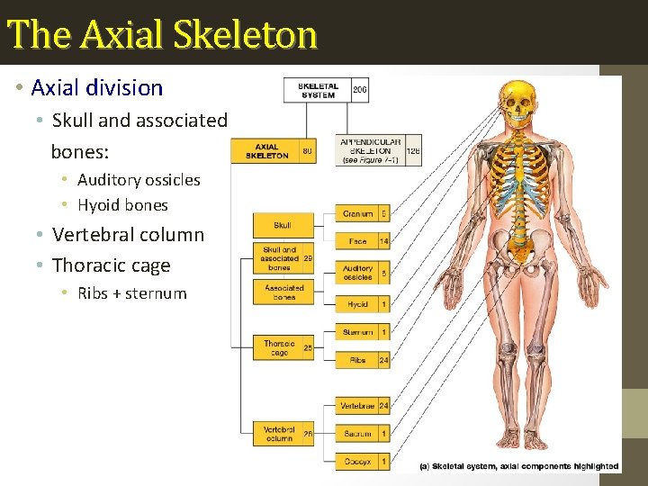 The Axial Skeleton • Axial division • Skull and associated bones: • Auditory ossicles