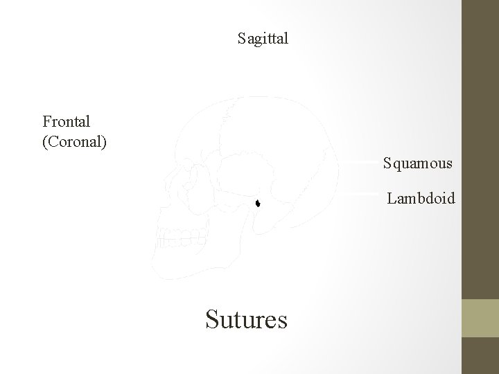 Sagittal Frontal (Coronal) Squamous Lambdoid Sutures 