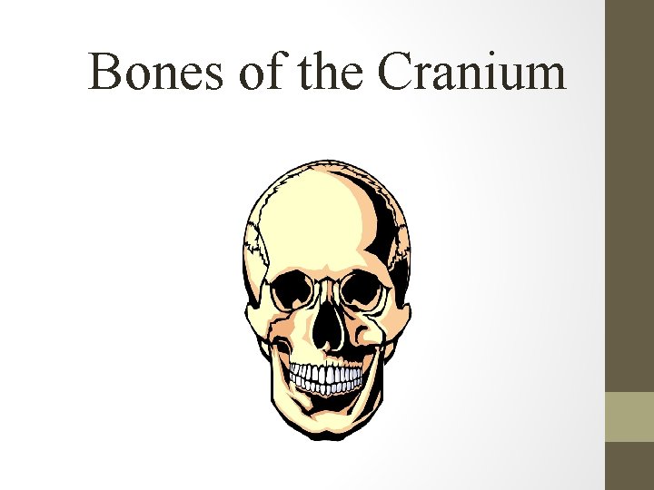 Bones of the Cranium 