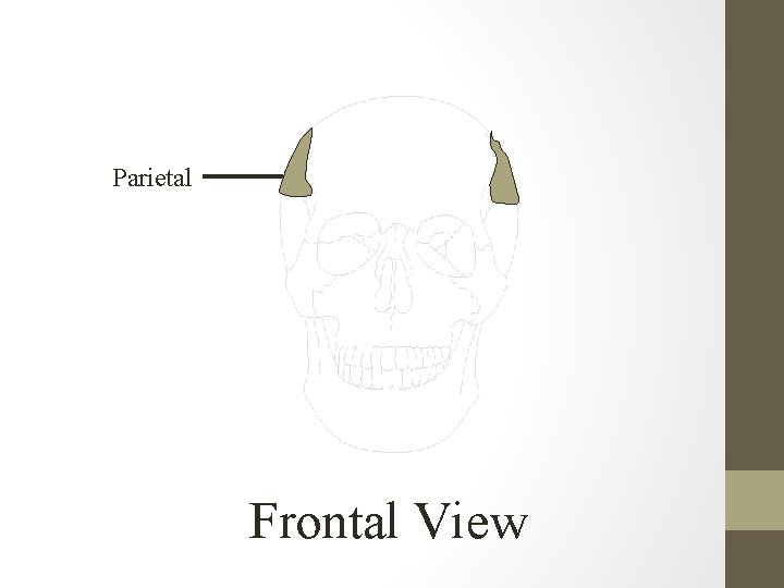 Parietal Frontal View 