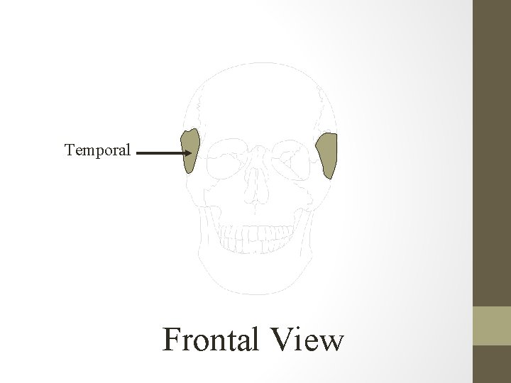 Temporal Frontal View 