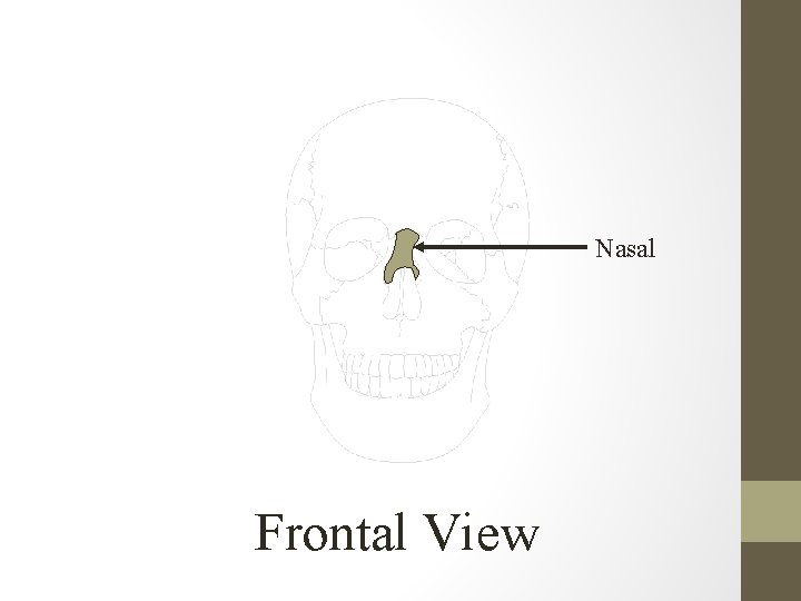 Nasal Frontal View 