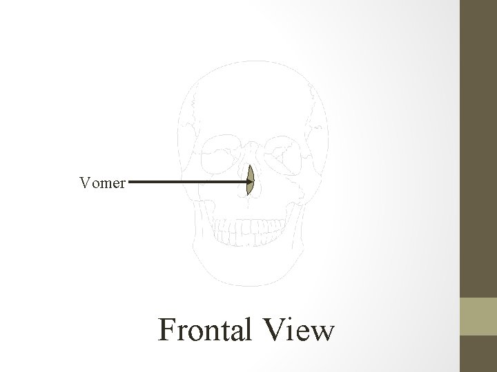 Vomer Frontal View 