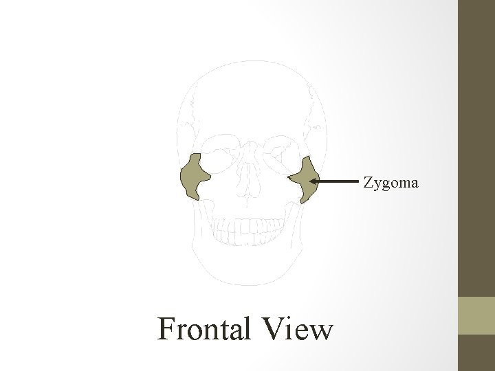 Zygoma Frontal View 