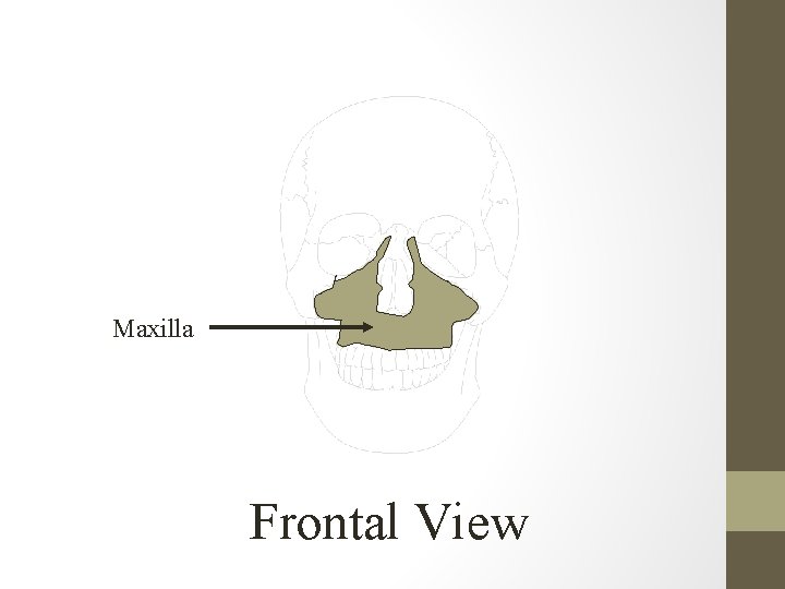 Maxilla Frontal View 