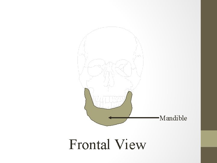 Mandible Frontal View 