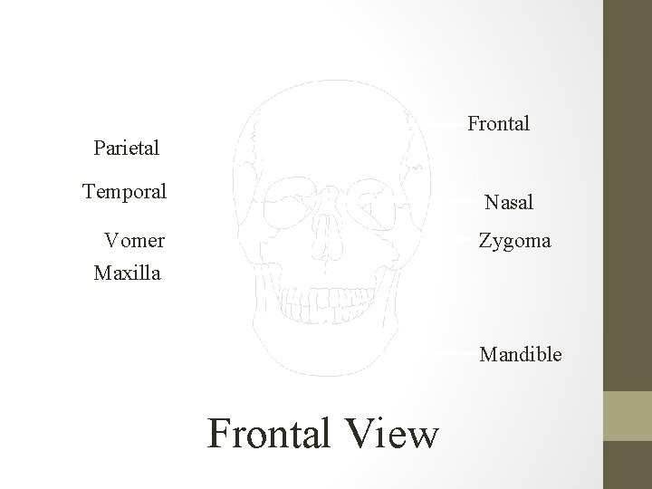 Frontal Parietal Temporal Nasal Vomer Maxilla Zygoma Mandible Frontal View 