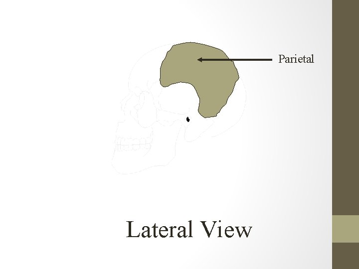 Parietal Lateral View 