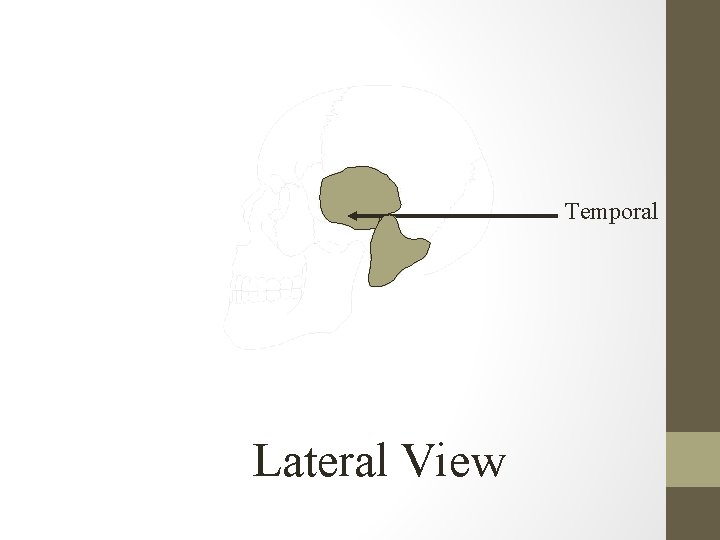 Temporal Lateral View 