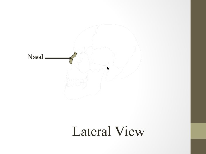 Nasal Lateral View 
