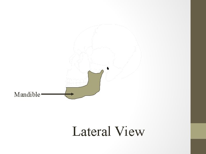 Mandible Lateral View 