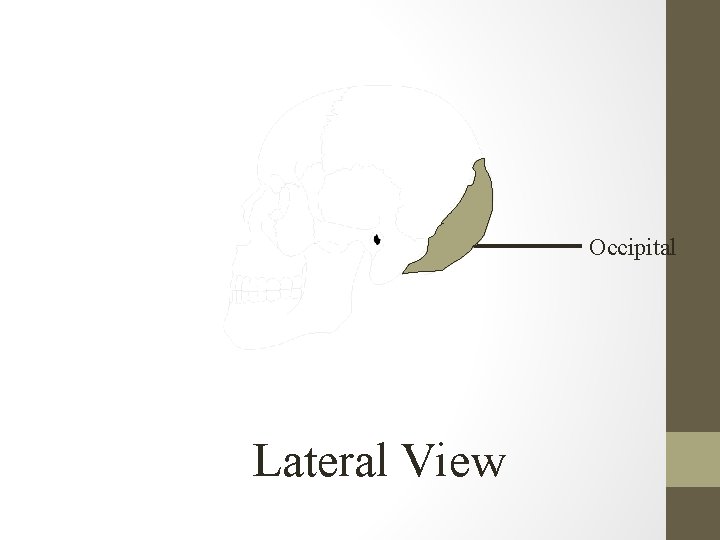 Occipital Lateral View 