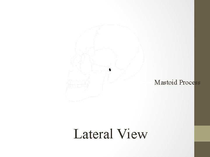 Mastoid Process Lateral View 