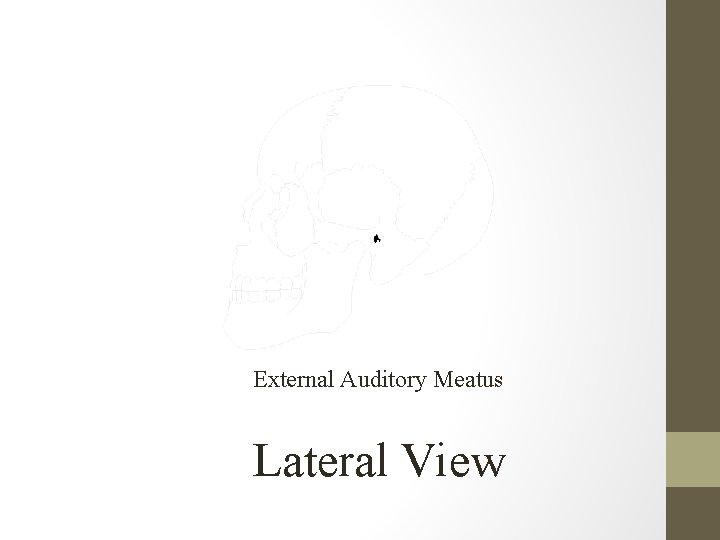 External Auditory Meatus Lateral View 