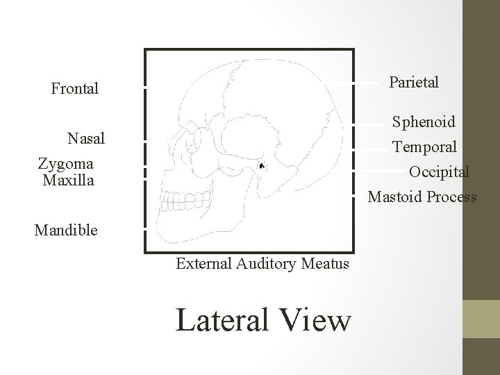 Parietal Frontal Sphenoid Temporal Occipital Mastoid Process Nasal Zygoma Maxilla Mandible External Auditory Meatus