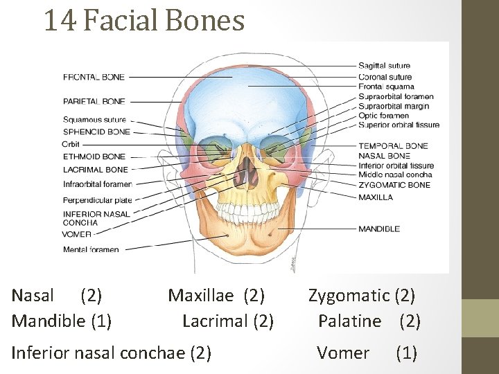 14 Facial Bones Nasal (2) Mandible (1) Maxillae (2) Lacrimal (2) Inferior nasal conchae
