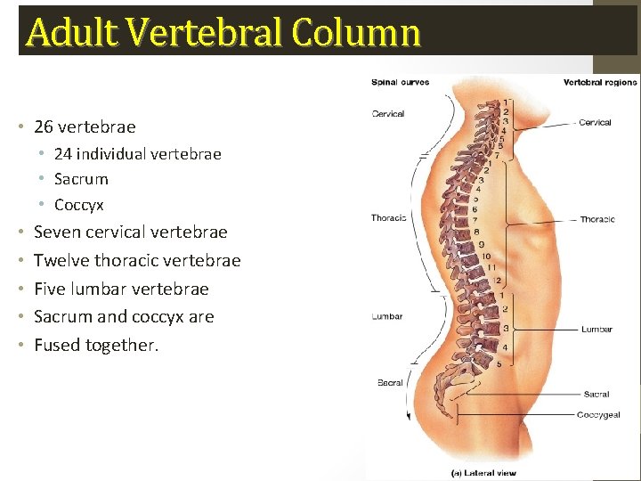 Adult Vertebral Column • 26 vertebrae • 24 individual vertebrae • Sacrum • Coccyx