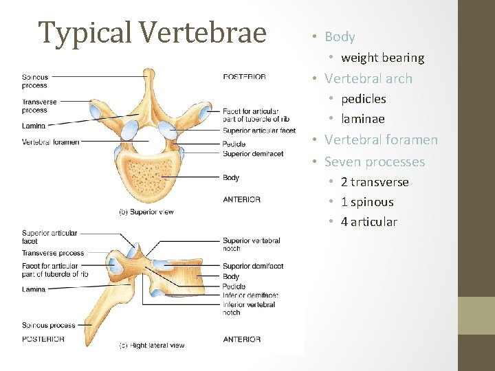 Typical Vertebrae • Body • weight bearing • Vertebral arch • pedicles • laminae