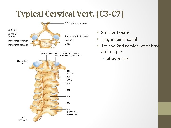 Typical Cervical Vert. (C 3 -C 7) • Smaller bodies • Larger spinal canal