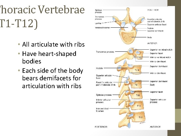 Thoracic Vertebrae T 1 -T 12) • All articulate with ribs • Have heart-shaped