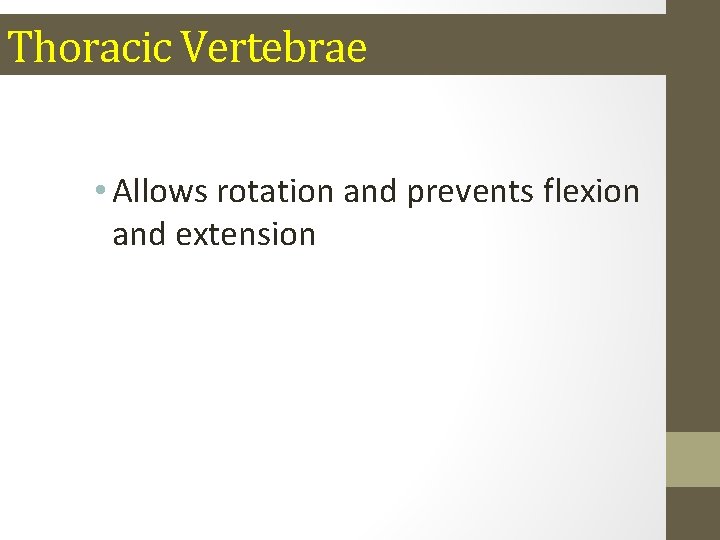 Thoracic Vertebrae • Allows rotation and prevents flexion and extension 