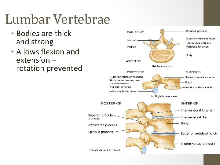 Lumbar Vertebrae • Bodies are thick and strong • Allows flexion and extension –