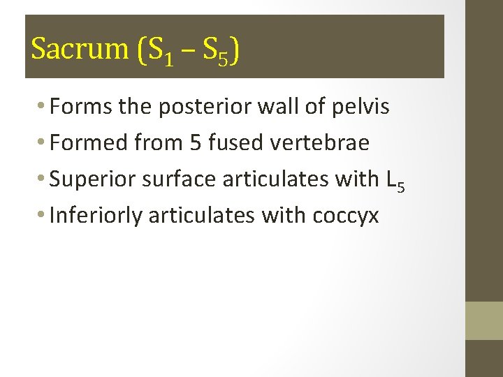Sacrum (S 1 – S 5) • Forms the posterior wall of pelvis •