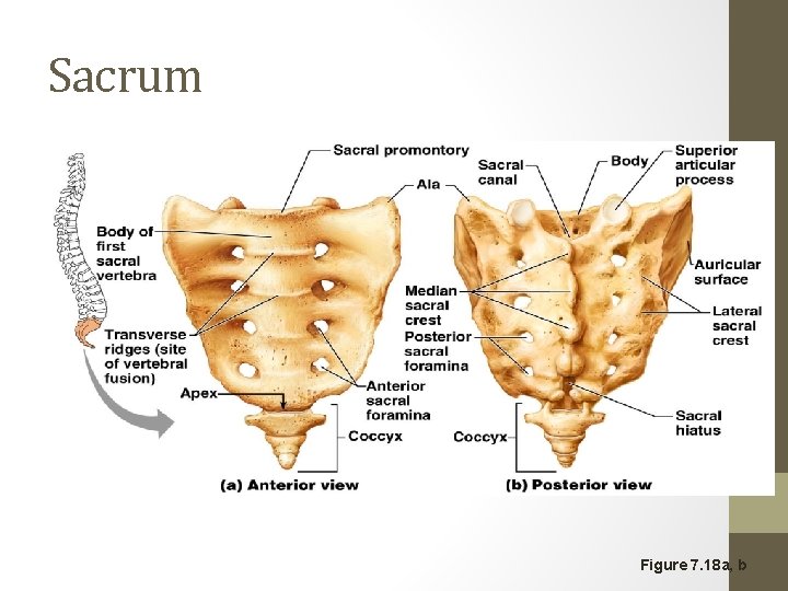 Sacrum Figure 7. 18 a, b 