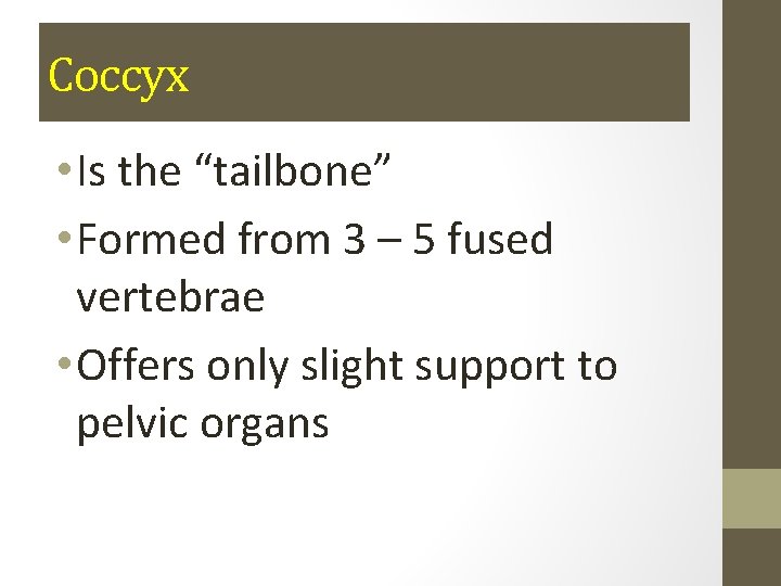 Coccyx • Is the “tailbone” • Formed from 3 – 5 fused vertebrae •