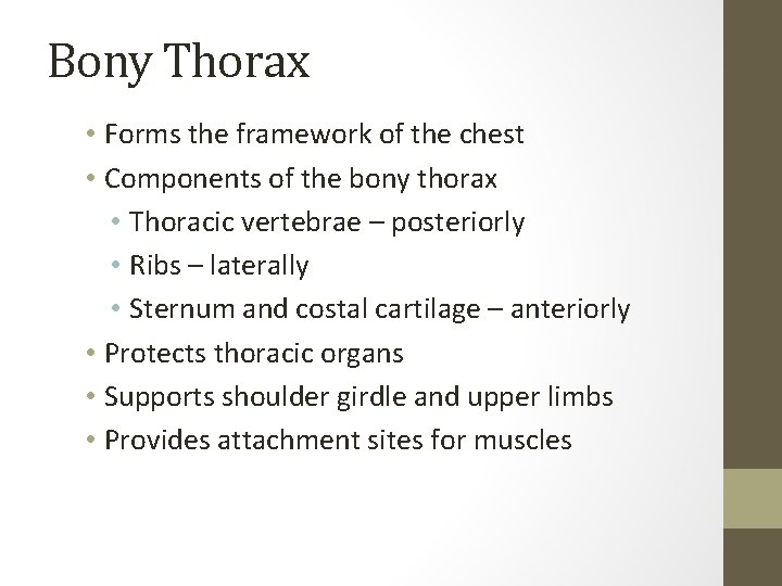 Bony Thorax • Forms the framework of the chest • Components of the bony