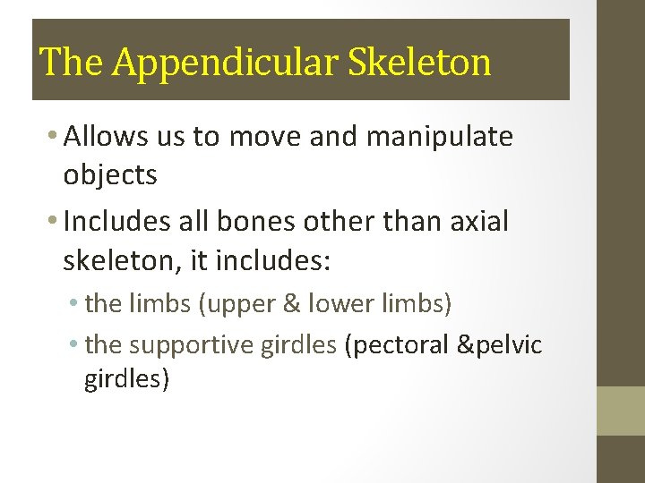 The Appendicular Skeleton • Allows us to move and manipulate objects • Includes all